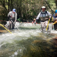 Steelhead Trout Flourish After California American Water Removes San Clemente Dam