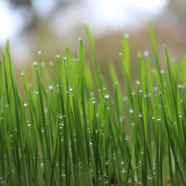 CWA Comments on Proposed Regulations Prohibiting Wasteful Water-Use Practices
