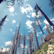 Response to Governor’s Wildfires and Climate Change Report Submitted by CWA