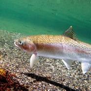 Fish Rebound After San Clemente Dam Removal